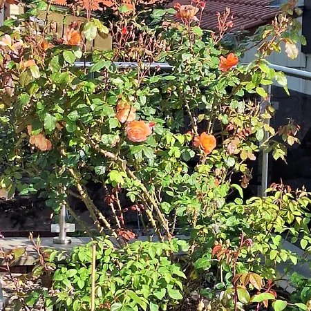 公寓 Sonnenhof Haus 2 - Og 塔勒