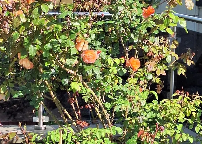 Διαμέρισμα Sonnenhof Haus 2 - Og Thale